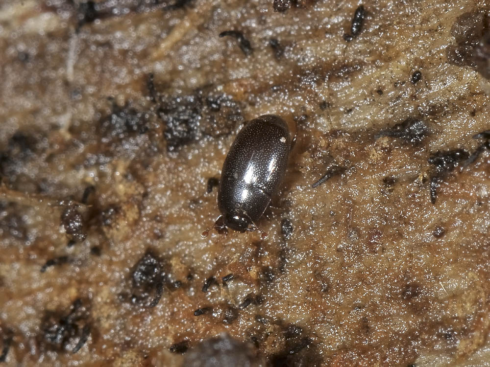 Paromalus flavicornis (Histeridae)